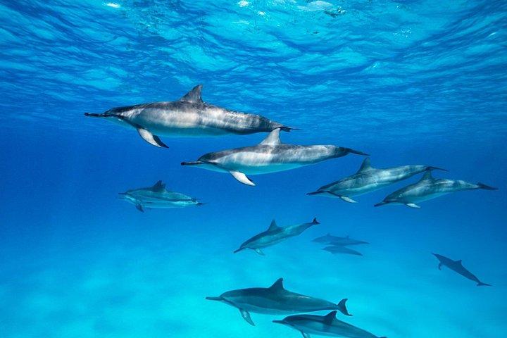 ハルガダでドルフィンハウス・スノーケリングクルーズでイルカと泳ぐ