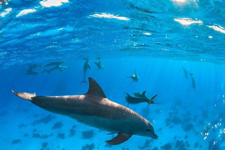 ハルガダでドルフィンハウス・スノーケリングクルーズでイルカと泳ぐ