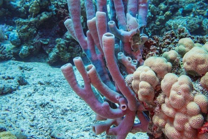 ハルガダでドルフィンハウス・スノーケリングクルーズでイルカと泳ぐ