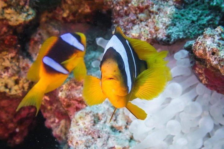 ハルガダでドルフィンハウス・スノーケリングクルーズでイルカと泳ぐ