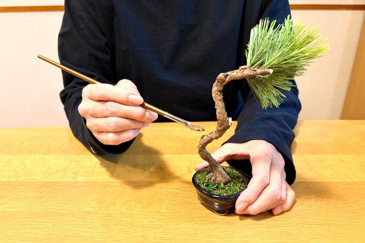 Asakusa Art of Zero Care Bonsai Authentic Crafting