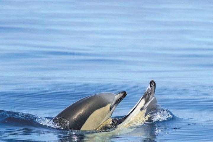 Vilamoura: Dolphins & Benagil Caves