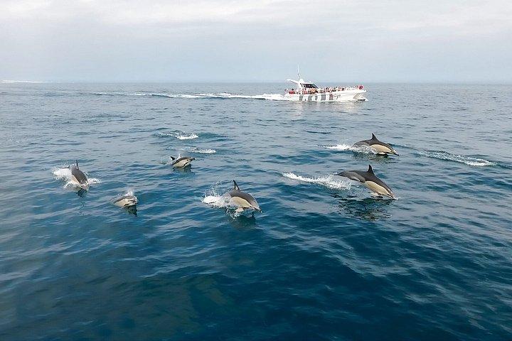 Vilamoura: Dolphins & Benagil Caves