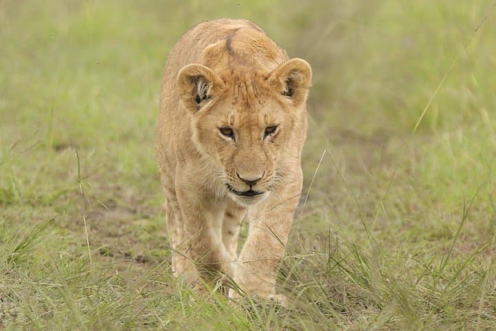 Nairobi National Park Tour