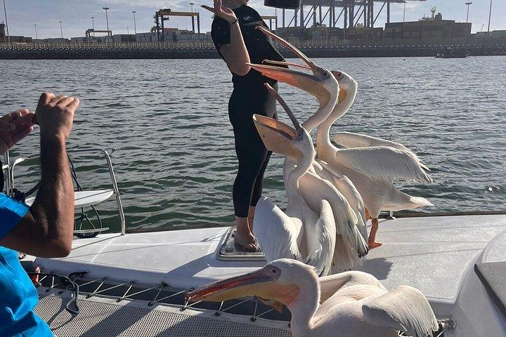 Dolphin & Seal Boat Cruise