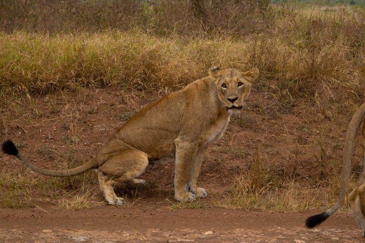 Safari notturno di Game Drive al Parco Nazionale di Nairobi