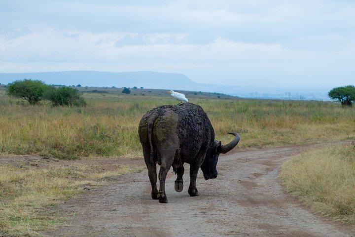 Safari notturno di Game Drive al Parco Nazionale di Nairobi