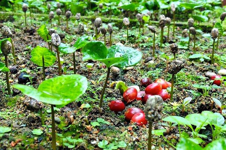 Coffee Farm Experience Tagestour