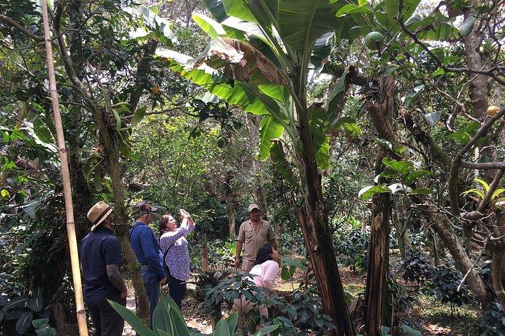 Coffee Farm Experience Tagestour