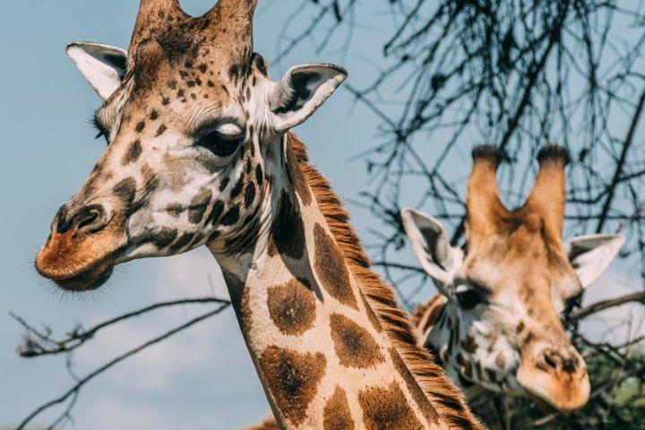 3 dias Murchison Falls Safari com Big Five experiência de aventura