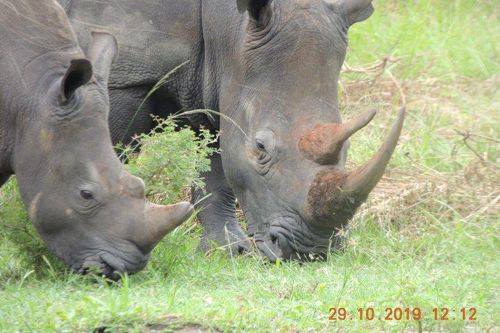 3 Tage Murchison Falls Safari mit Big Five Adventure Experience