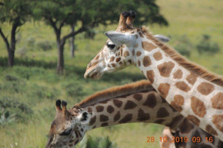3 Tage Murchison Falls Safari mit Big Five Adventure Experience