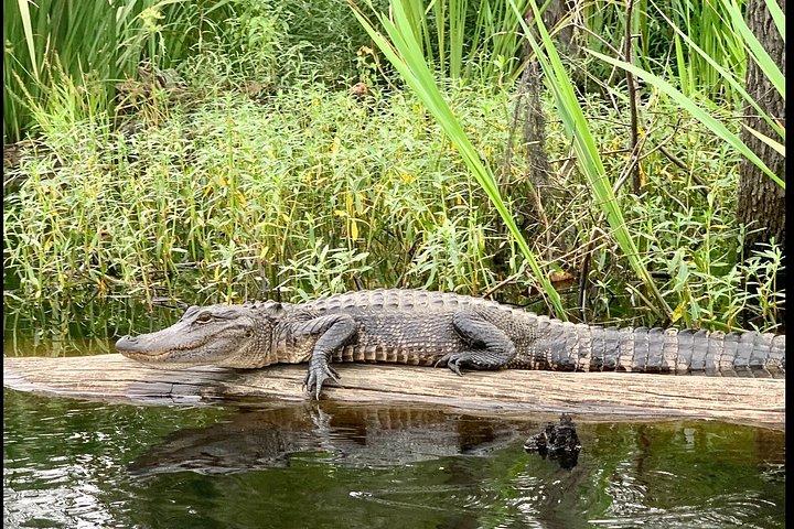 ニューオーリンズ自然＆野生動物ボートツアー