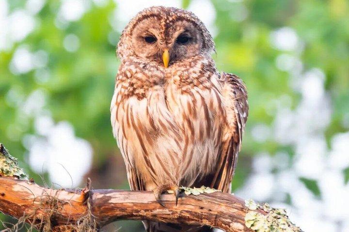 ニューオーリンズ自然＆野生動物ボートツアー