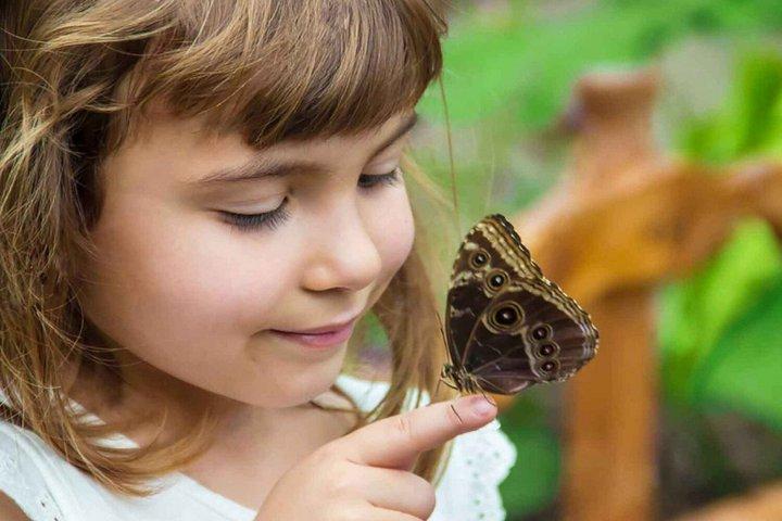 Billetter til Dubai Butterfly Garden