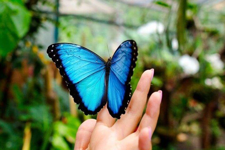 Billetter til Dubai Butterfly Garden