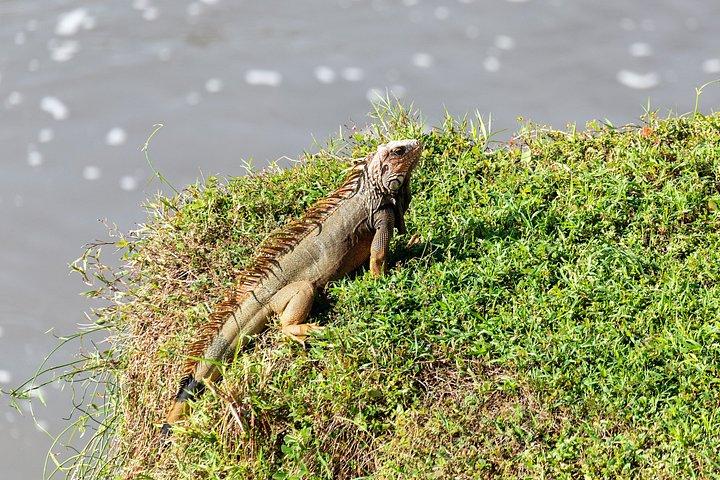Adventure in the jungle river and crocodiles