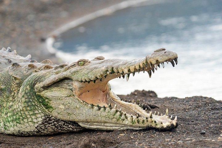 Adventure in the jungle river and crocodiles
