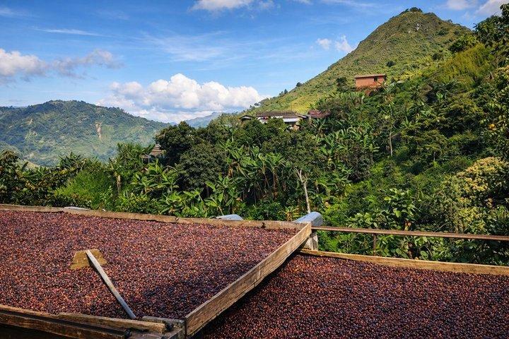 Tour privado à cidade de Santa Fé de Antioquia e fazenda de café.