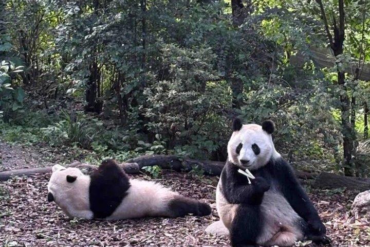 Panda di Chengdu Panda Base Tour Panda con Guida Inglese