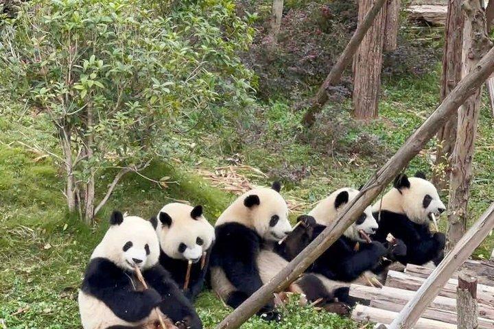 Panda di Chengdu Panda Base Tour Panda con Guida Inglese