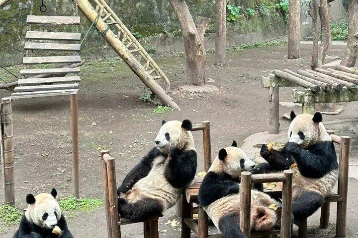 Panda di Chengdu Panda Base Tour Panda con Guida Inglese