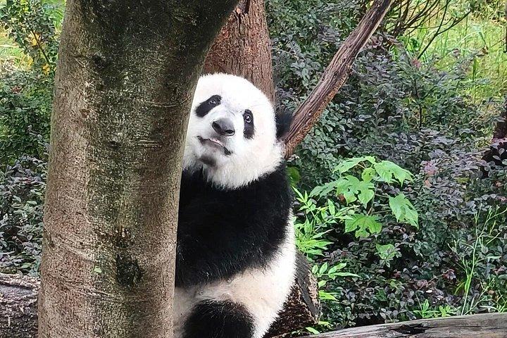 英語ガイド付き成都パンダベースツアーパンダ