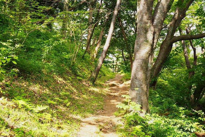 Kamakura Heritage and Nature Hiking Experience