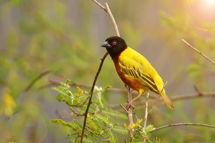 Mehrtägige Uganda Vogelsafari und Uganda Vogelhabitate