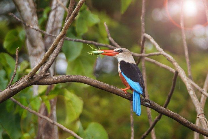 Safari de aves de Uganda e habitats de aves de Uganda