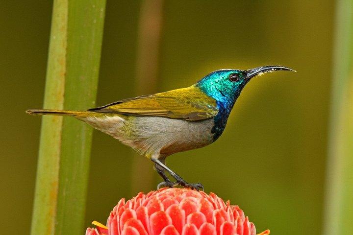 Safari de aves de Uganda e habitats de aves de Uganda