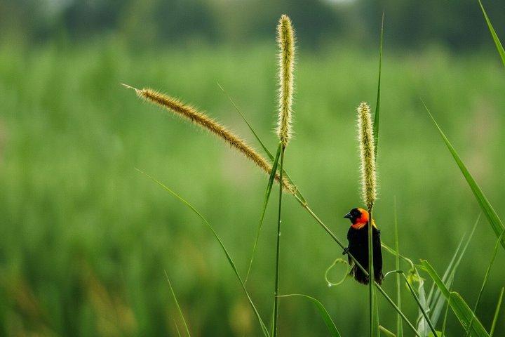 Safari de aves de Uganda e habitats de aves de Uganda