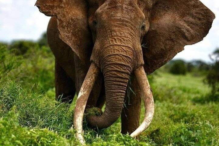 3 Tage Elefanten-orientierte Pirschfahrt im Amboseli-Nationalpark