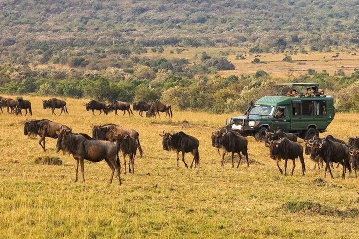 3 giorni Maasai Mara Big Five Grande esperienza degli gnu