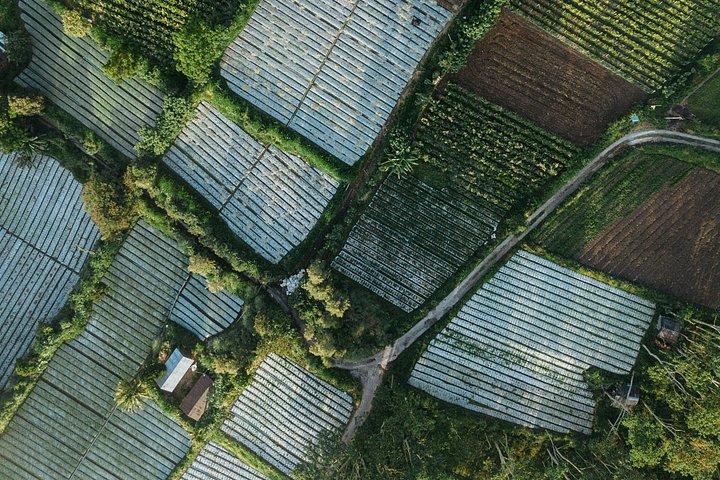 キンタマーニ半日ツアー：火山眺望、寺院、棚田