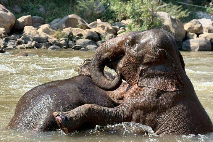 Smile Elephant Chiangmai (Half day Visit)