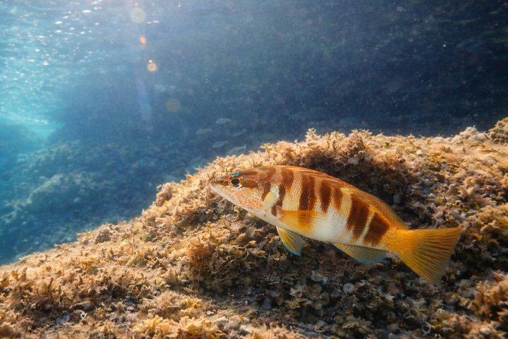 Privat bådtur til Alcudia Pollensa og Formentor