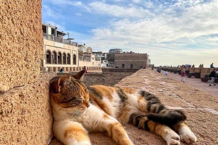 マラケシュ・メディナ港とオーシャンビューからのエッサウイラ日帰り旅行