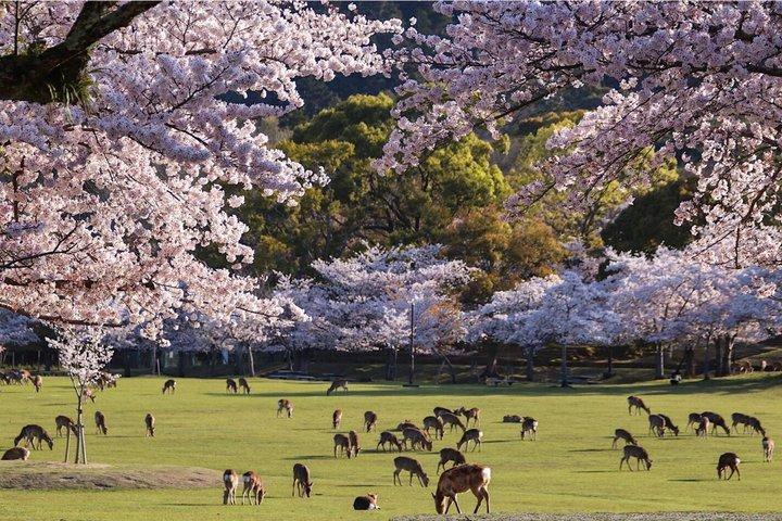 Tour privato personalizzato di Nara e Uji da Kyoto