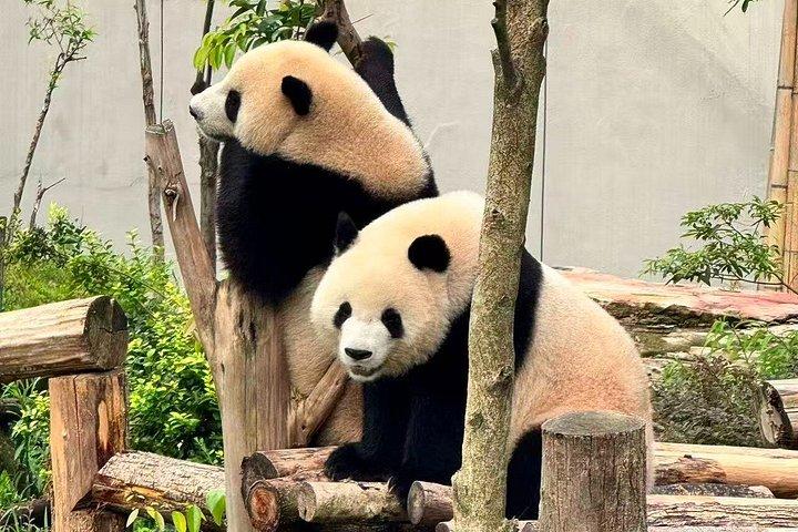 Chengdu Panda Base Halbtägige private Tour