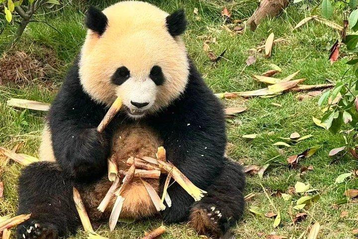 Chengdu Panda Base Privat halvdagstur