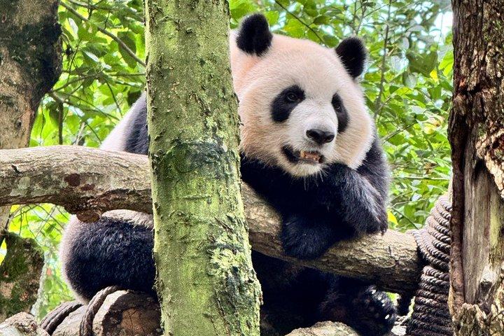 Chengdu Panda Base Privat halvdagstur