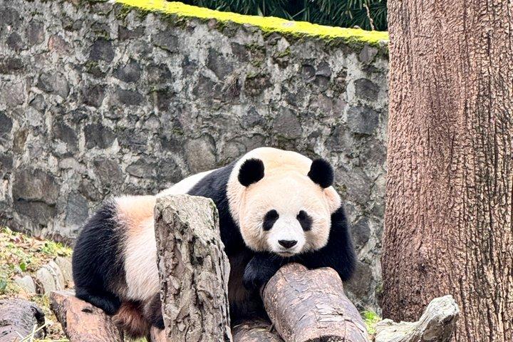 Chengdu Panda Base Privat halvdagstur