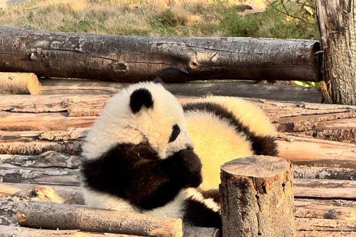Chengdu Panda Base Privat halvdagstur