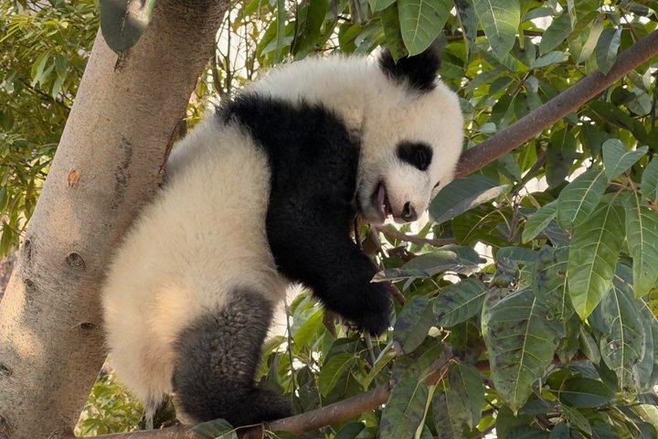 Chengdu Panda Base Privat halvdagstur