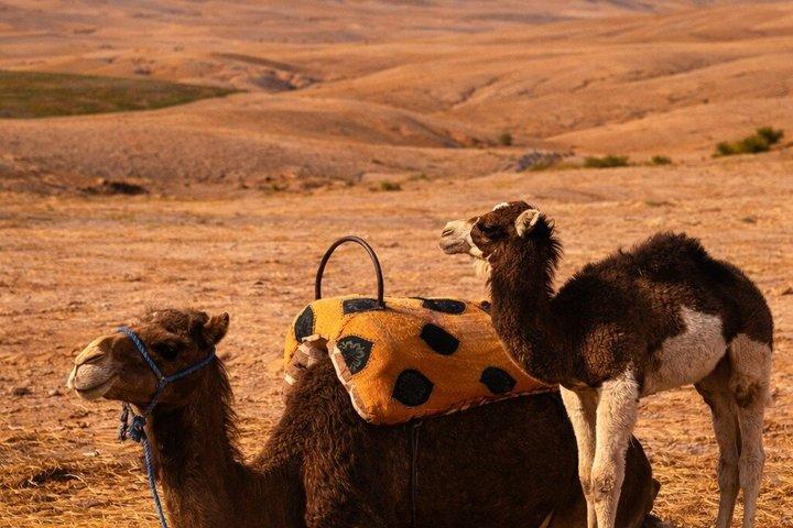 デザートのアガファイ四輪バギーラクダランチスイミングプールマラケシュ