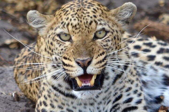 4 dage Best of Masai Mara og Lake Nakuru Natur sti safari.
