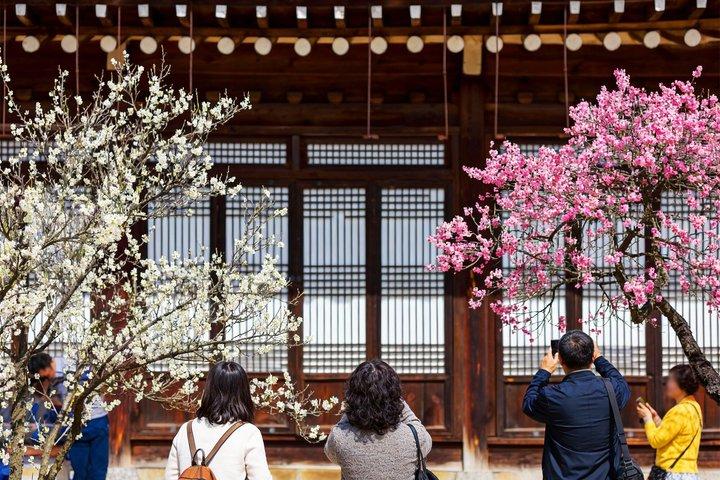 全州韓屋村と梅祭りの混載ツアー