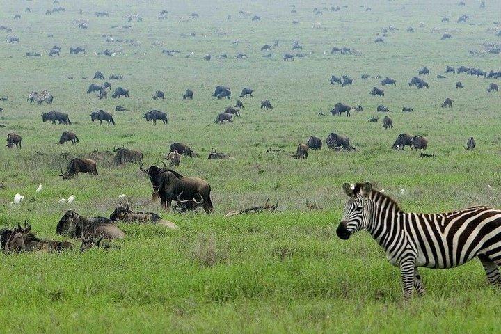 4 días Tanzania Safari Tarangire Ngorongoro y Lago Manyara