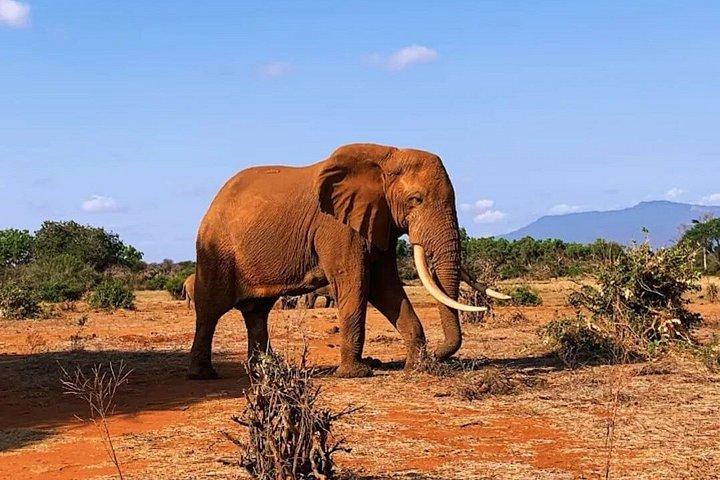 3日間シェア・マサイマラ・サファリ：ビッグファイブと野生動物